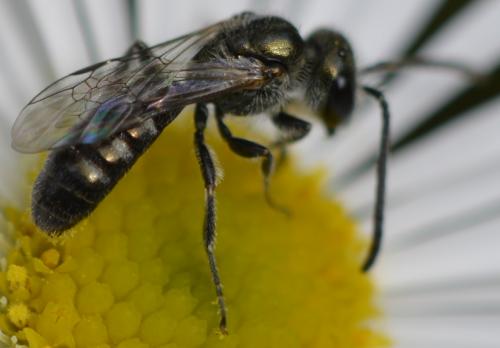 Réf. 270 270 : Lasioglossum sp.